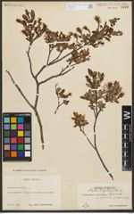 Foto von Salix myrtilloides L.